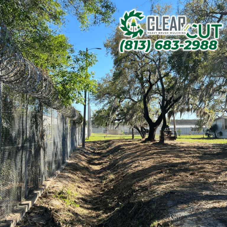 12-After-Clear-Cut-Heavy-Brush-Mulching-Fence-Line-Clearing-Odessa-Florida