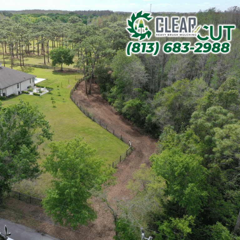 13-After-Clear-Cut-Heavy-Brush-Mulching-Fence-Line-Clearing-Odessa-Florida