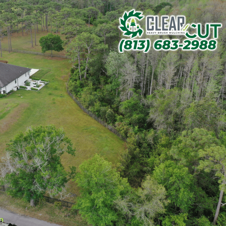 13-Before-Clear-Cut-Heavy-Brush-Mulching-Fence-Line-Clearing-Odessa-Florida