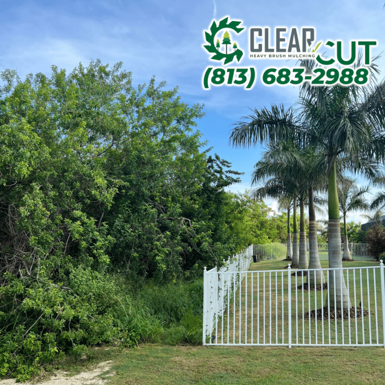 15-Before-Clear-Cut-Heavy-Brush-Mulching-Fence-Line-Clearing-Apollo-Beach-Florida