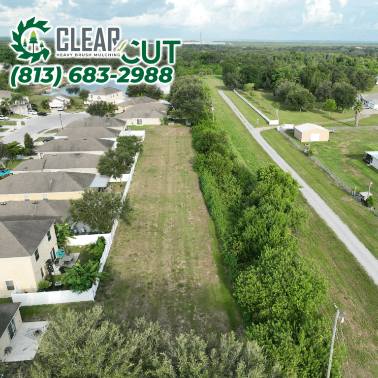 22-Before-Clear-Cut-Heavy-Brush-Mulching-HOA-Cutbacks-Sarasota-Florida