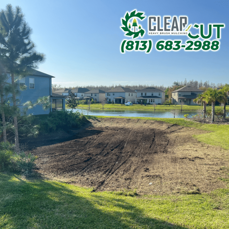 24-After-Clear-Cut-Heavy-Brush-Mulching-HOA-Cutbacks-Carrollwood-Florida