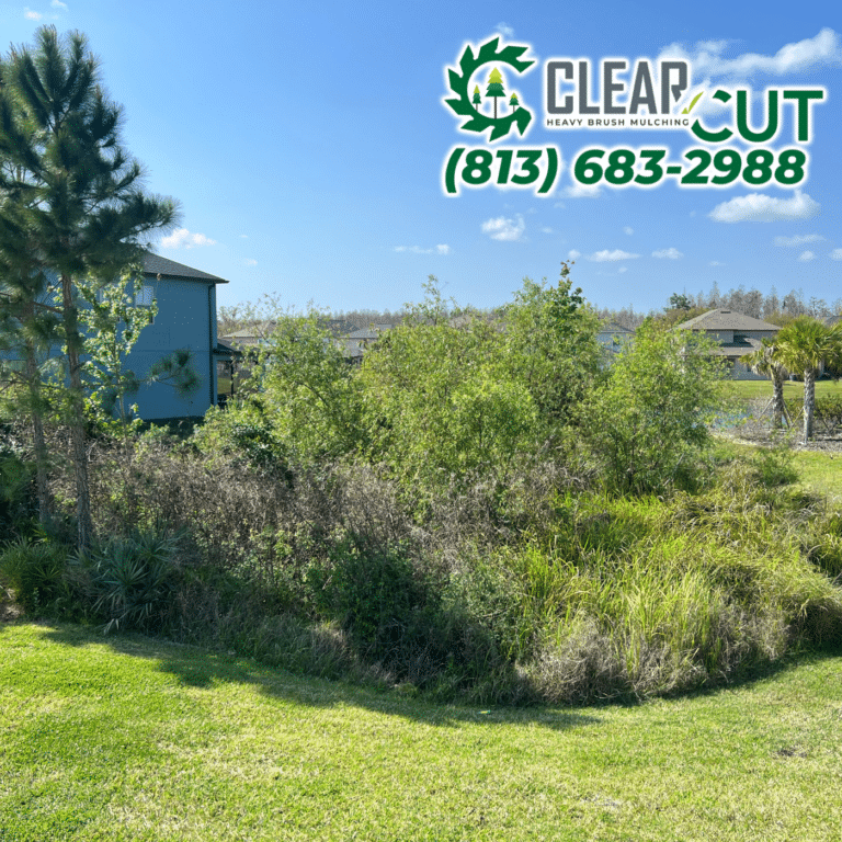 24-Before-Clear-Cut-Heavy-Brush-Mulching-HOA-Cutbacks-Carrollwood-Florida