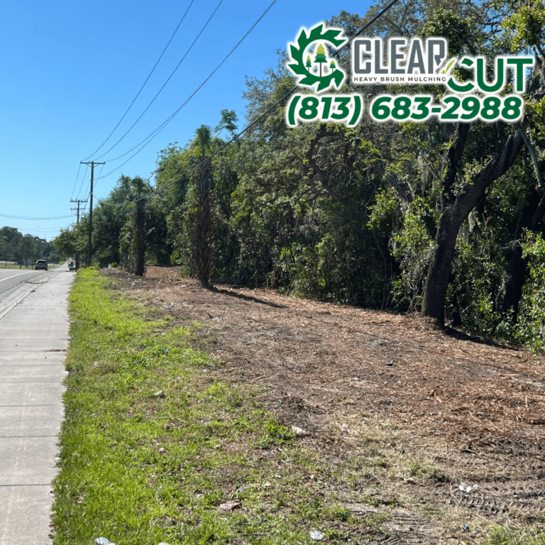 8-After-Clear-Cut-Heavy-Brush-Mulching-Fence-Line-Clearing-Tampa-Florida