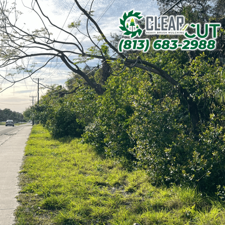8-Before-Clear-Cut-Heavy-Brush-Mulching-Fence-Line-Clearing-Tampa-Florida